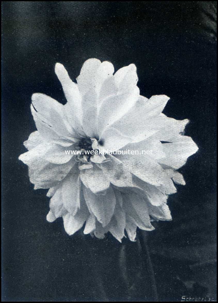 De groote tuinbouwtentoonstelling te Zeist. Pioendahlia 