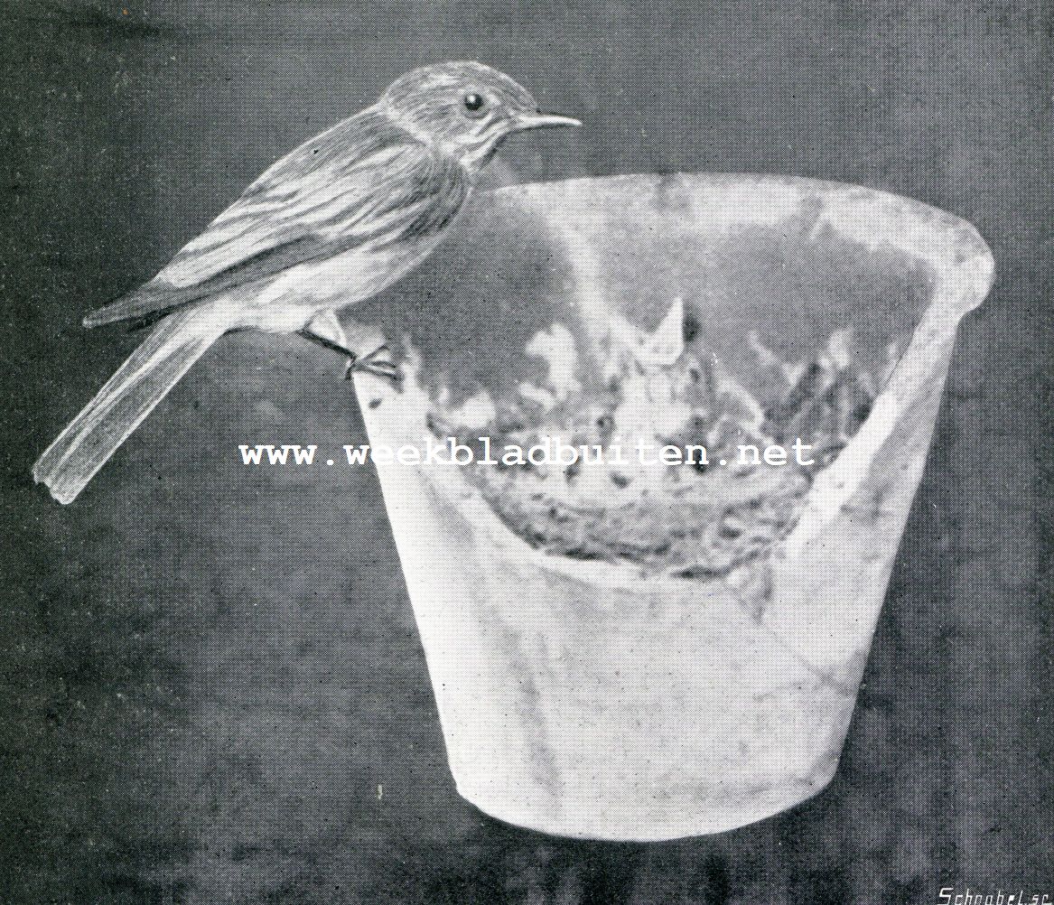 Van een vogelvanger. I. Het mannetje op den rand van het nest