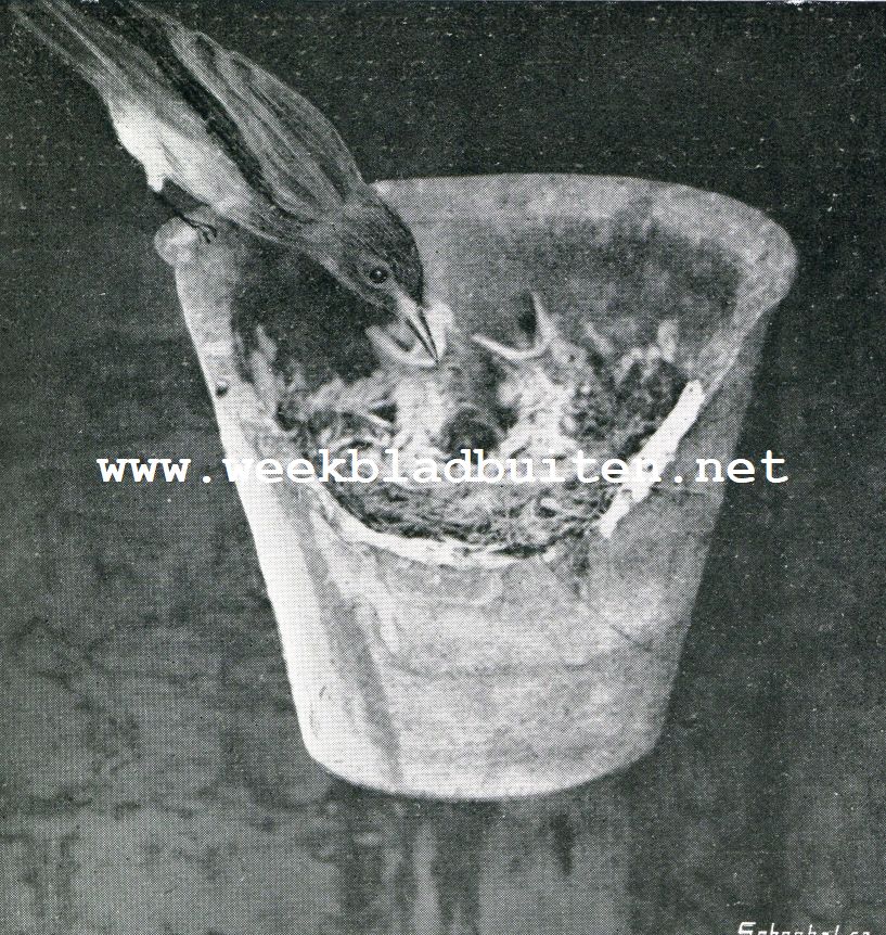 Van een vogelvanger. IV. De oude vogel voert de jongen