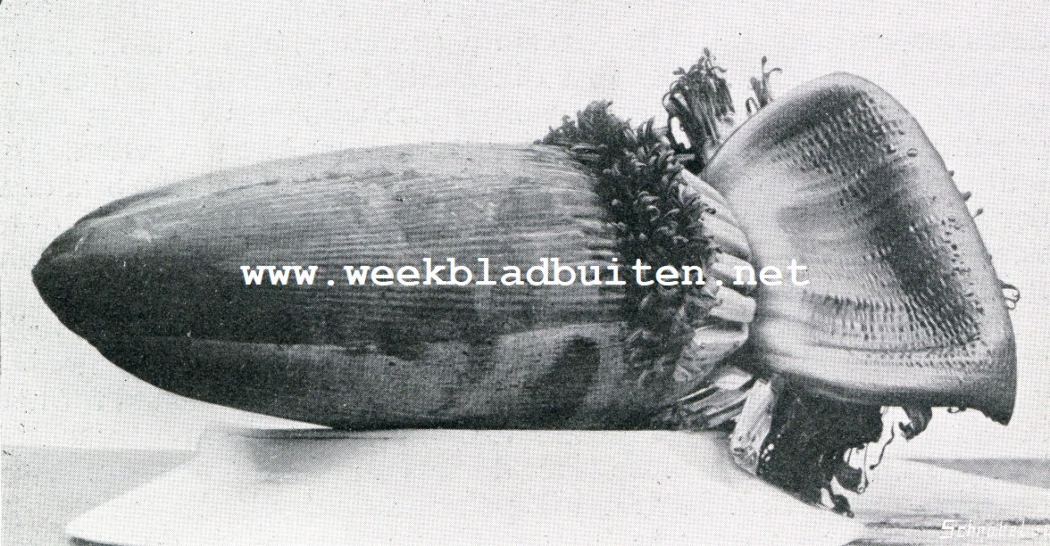 Bataviasche Vruchten. Bloemkolf van pisang