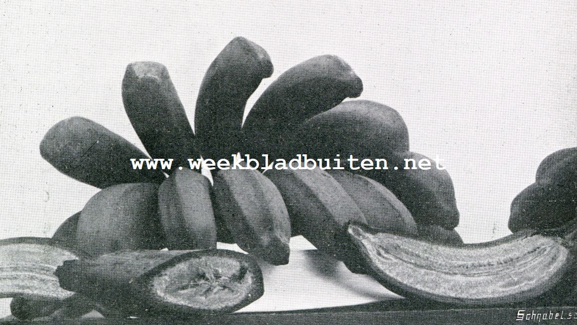 Bataviasche Vruchten. Pisang. (Radja Sereh)