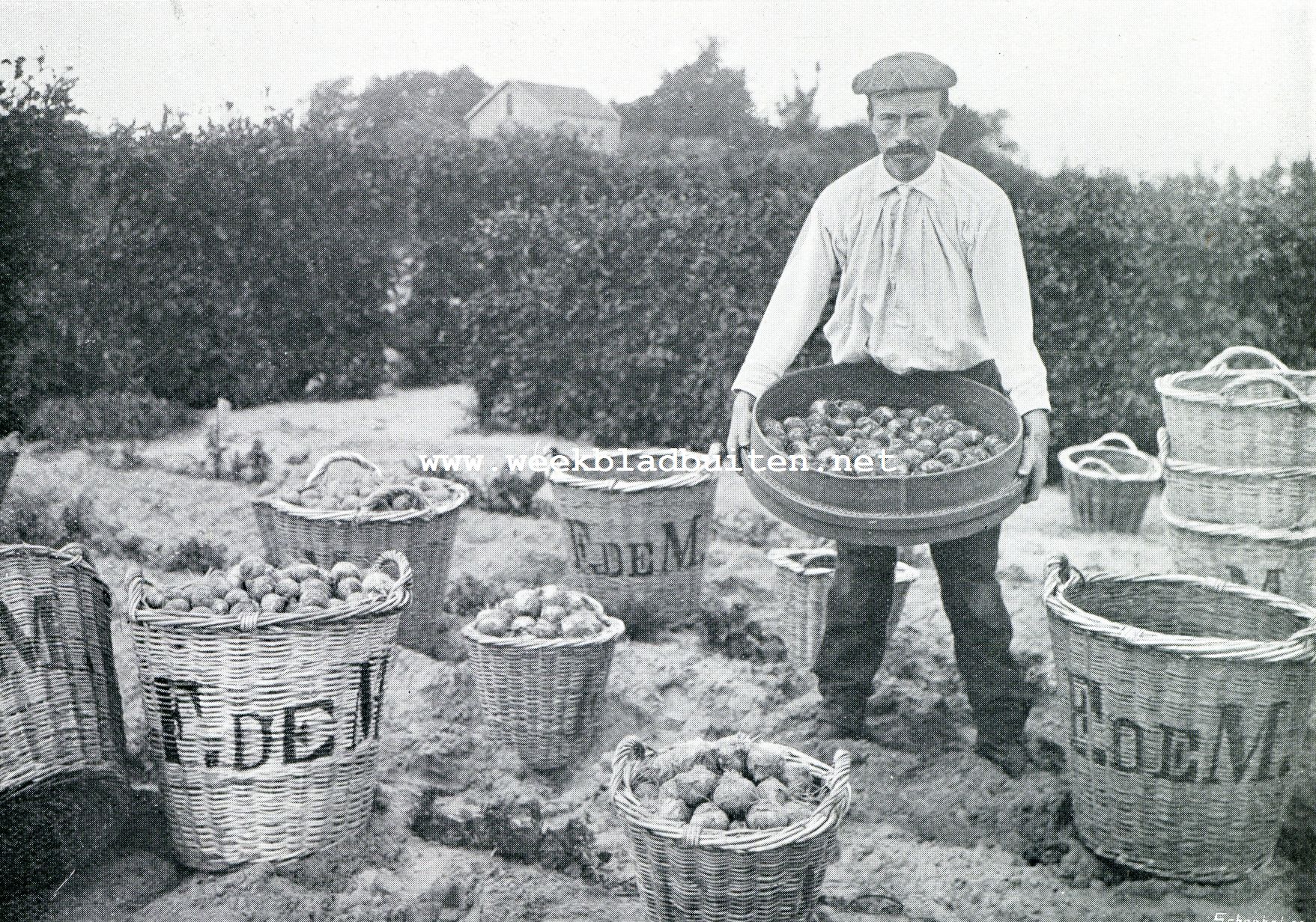 Zomer in het bollenland. Het zeven der bollen