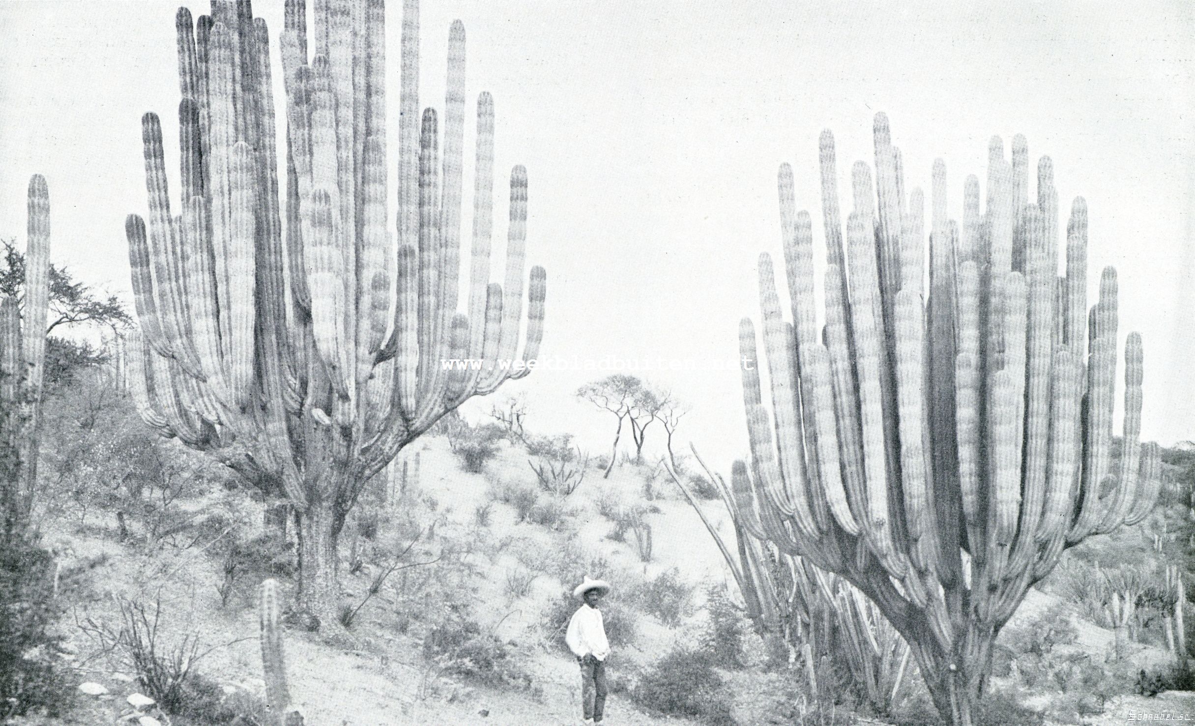 De Rio Grande over. .Vlakten van Mezquite en grillige Gigantencactus