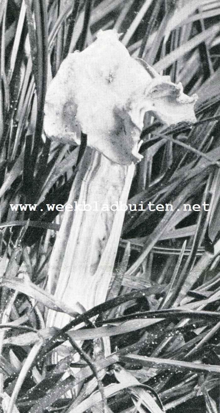 Helvella Crispa