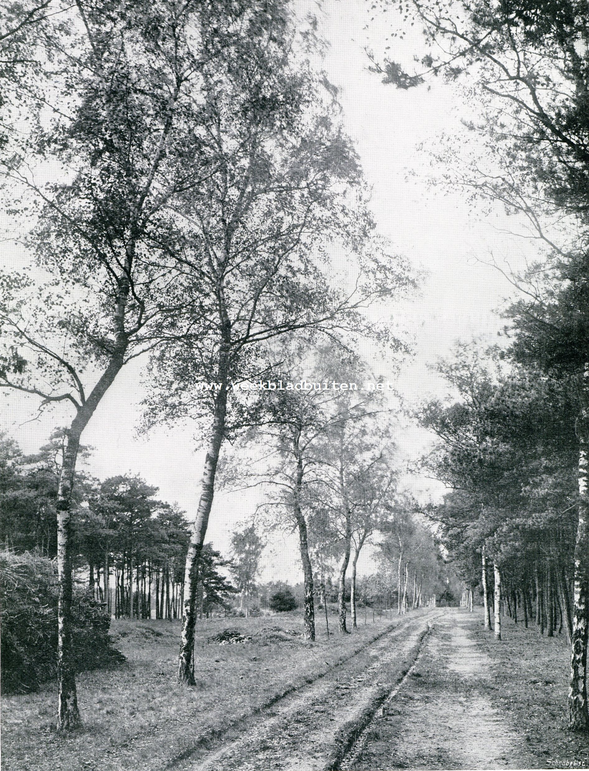 Uit de omgeving van Baarlo (L.)
