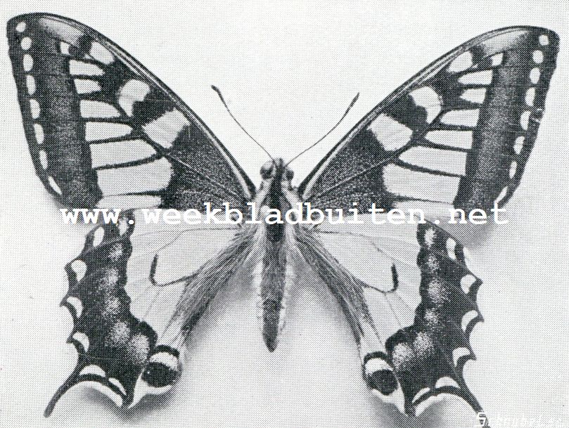Koninginnepage (Papilio Machaon)