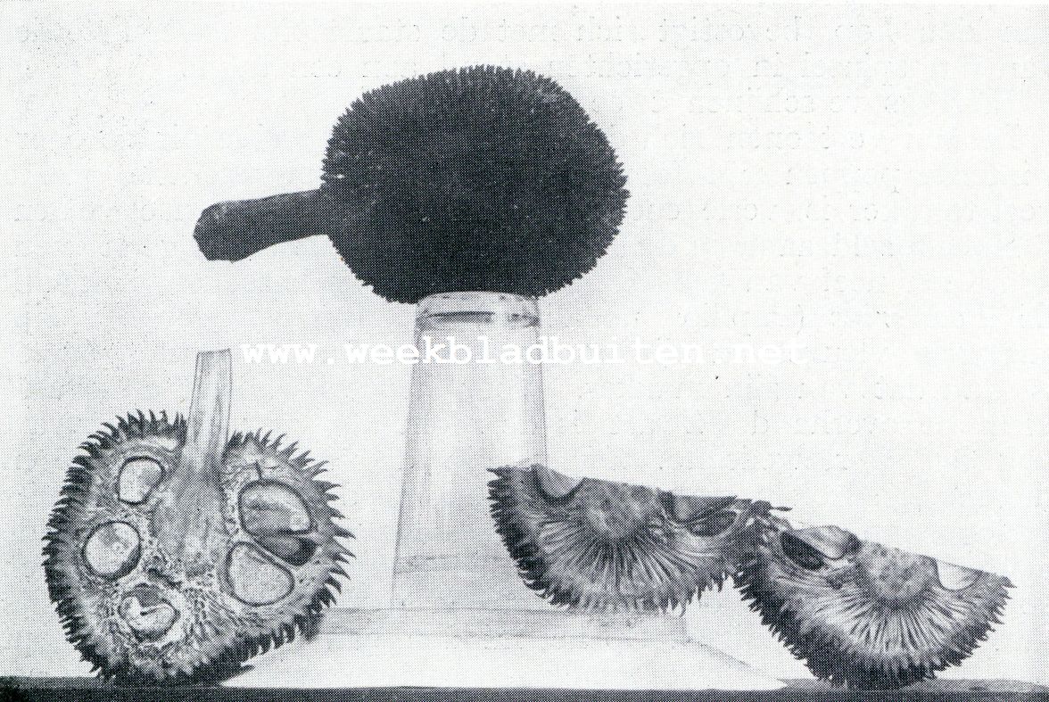 Bataviasche Vruchten. Timboel. Artocarpus Incisa