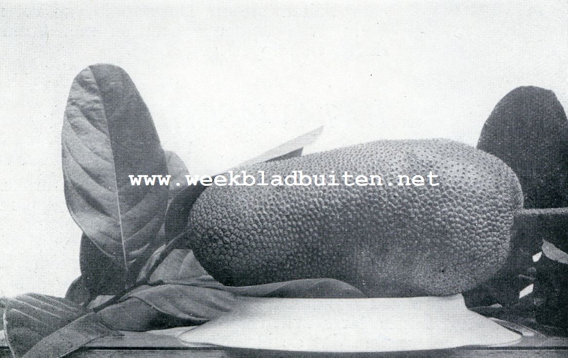 Bataviasche Vruchten. Tjampedak. (Artocarpus Polyphema)