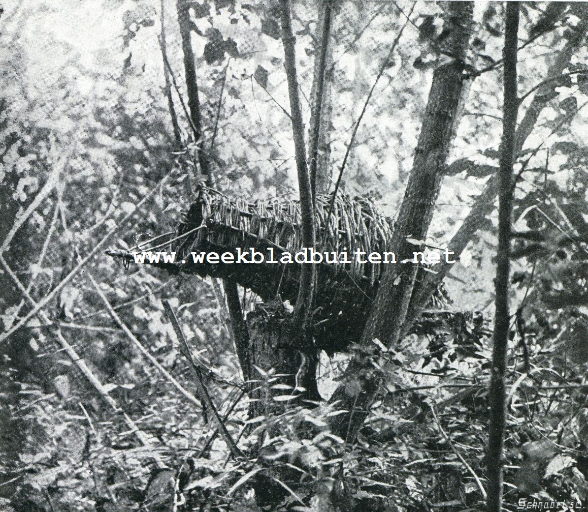 De eendenkooi. Eendennest