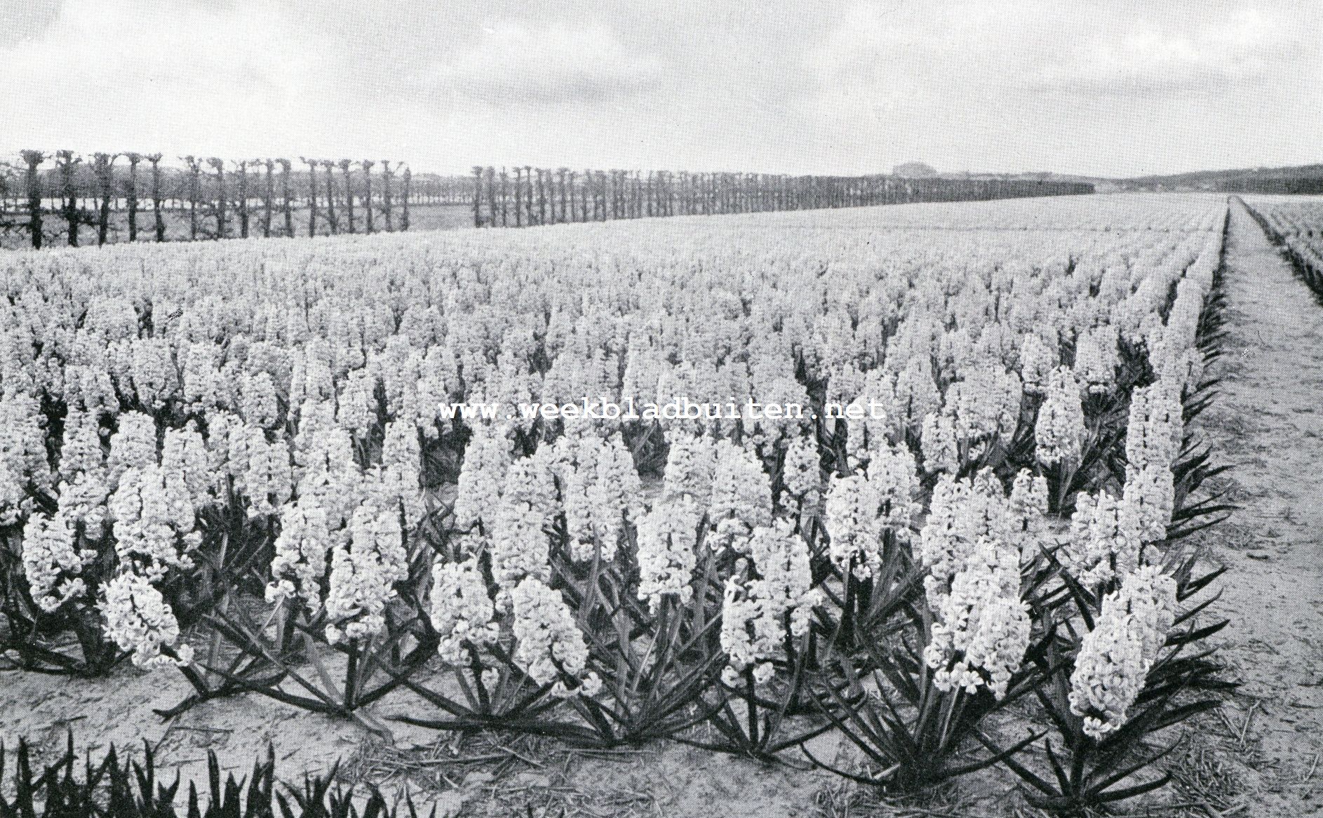 Hyacinten. Veld met hyacinten 