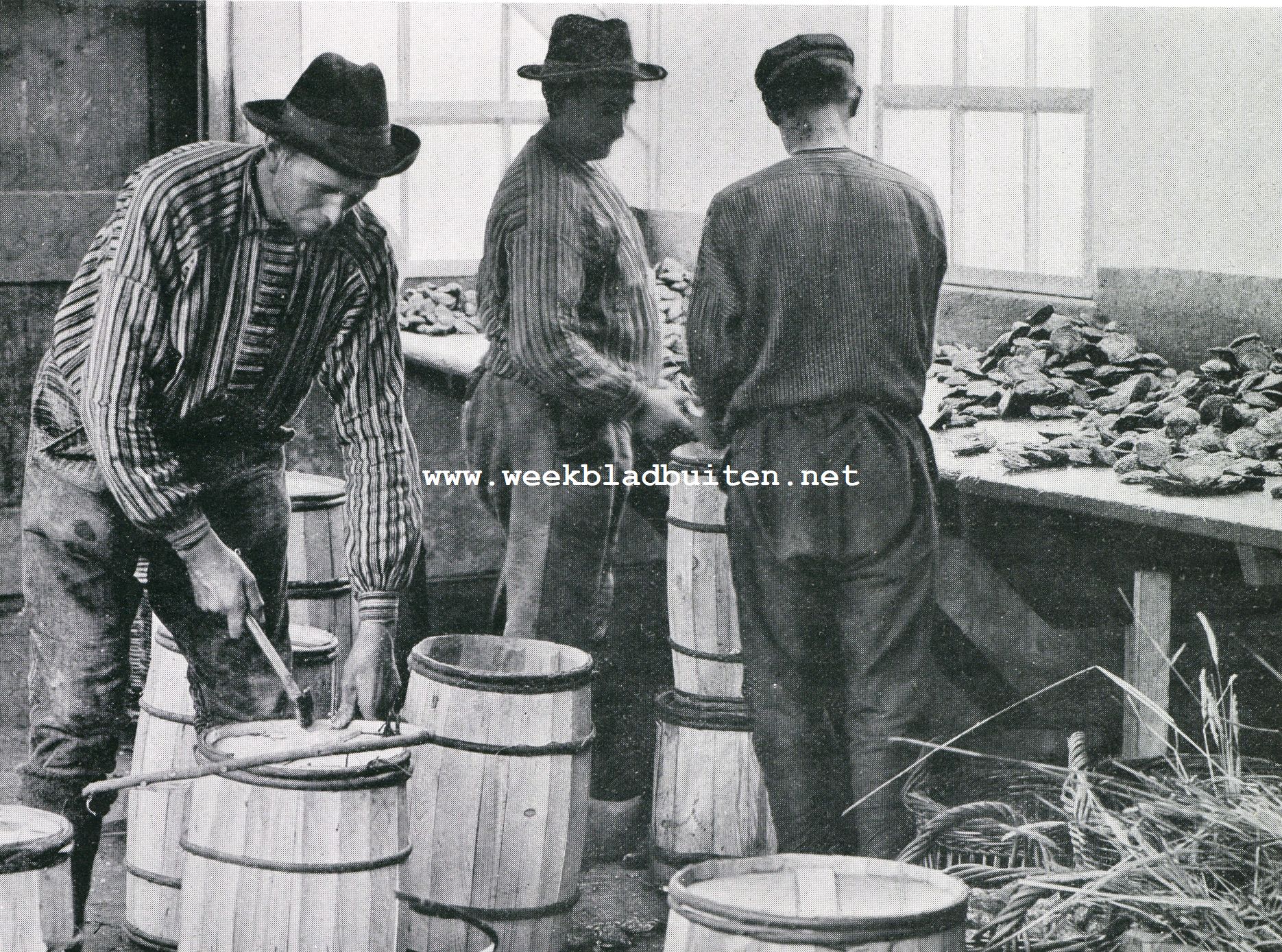 Oestercultuur. De verzending der oesters