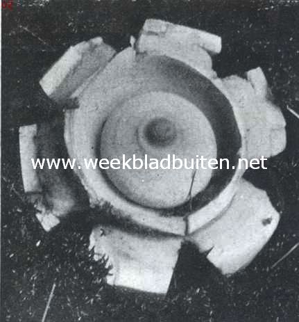 Aardsterren en stuifballen (Geasters en Lycoperdons). Aardster van boven gezien (nat. grootte)
