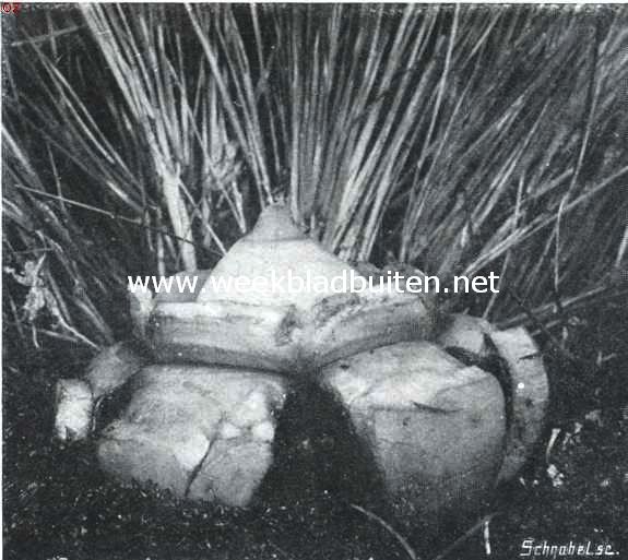Aardsterren en stuifballen (Geasters en Lycoperdons). Aardster van terzijde gezien