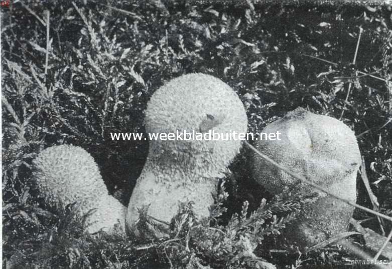 Aardsterren en stuifballen (Geasters en Lycoperdons). Stuifballen