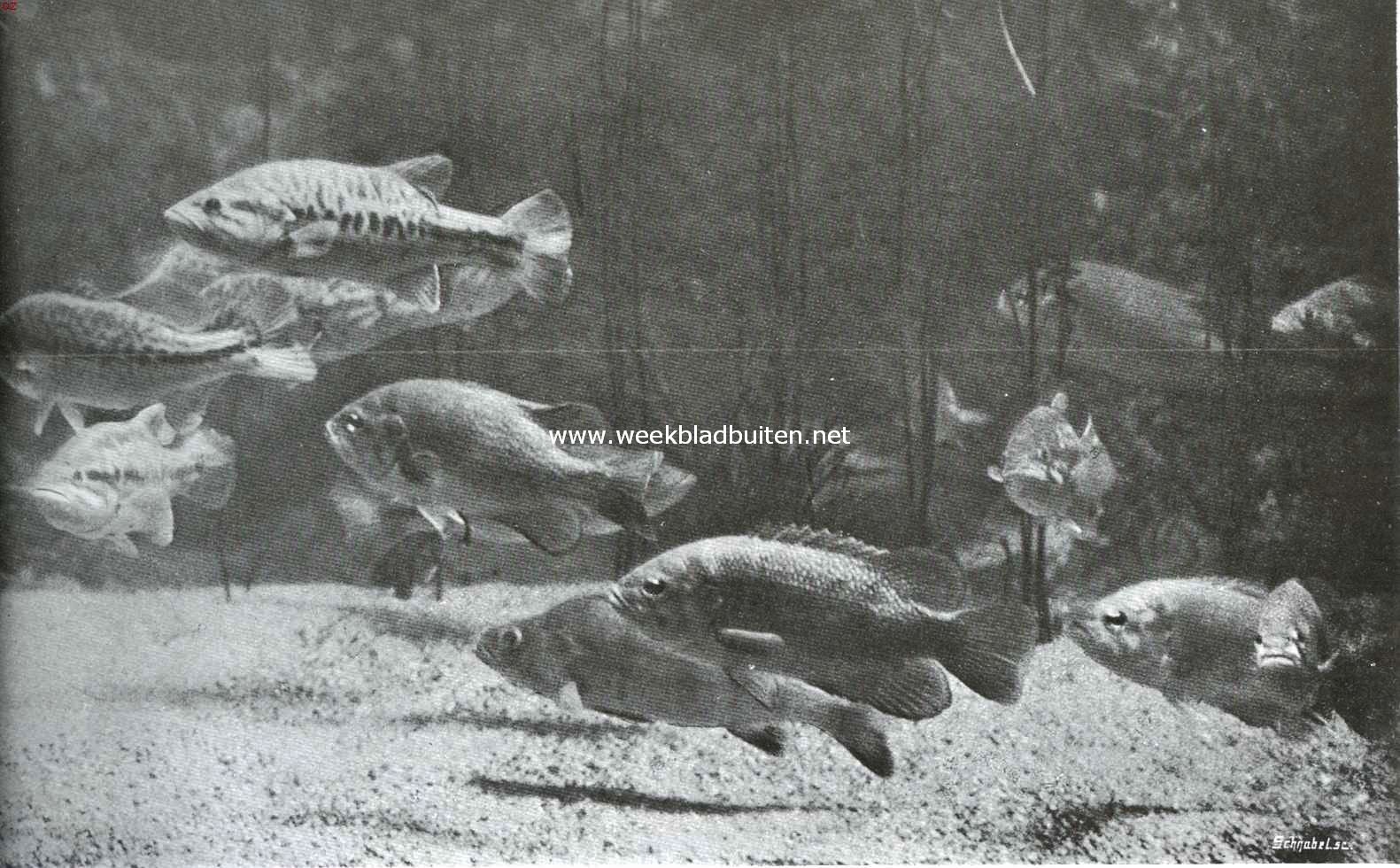 In het aquarium van Artis. Baars; Amerikaansche Zwarte Baars en Steenbaars