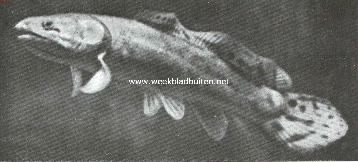 In het aquarium van Artis. Amerikaansche Moddervisch