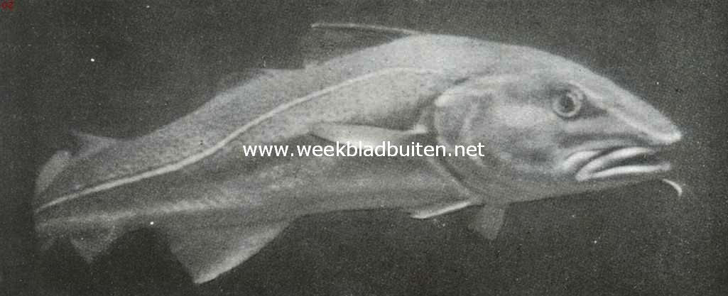 In het aquarium van Artis. Kabeljauw