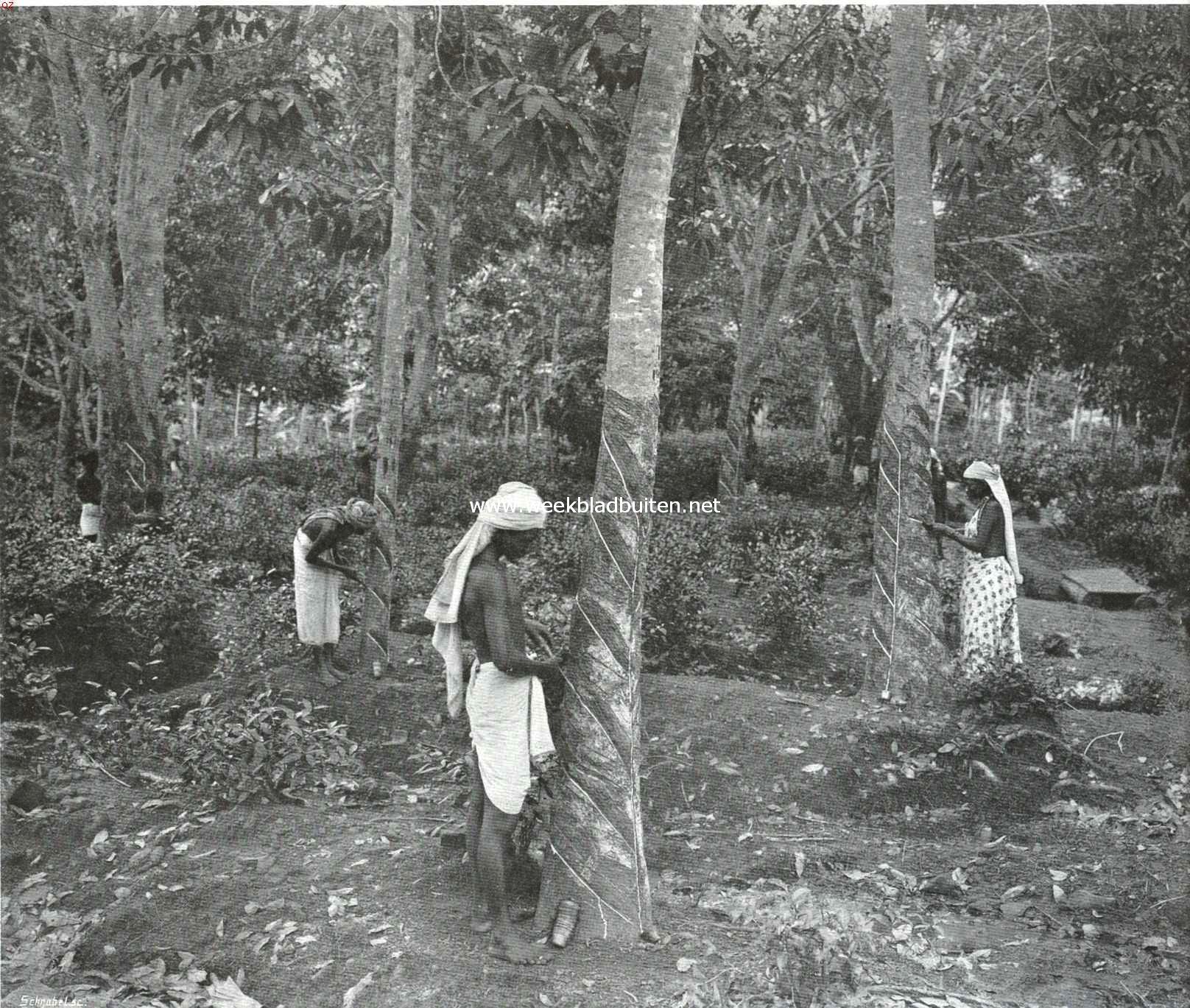 De cultuur van caoutchouc. Het aftakken van Caoutchouc-boomen op een plantage in Malakka