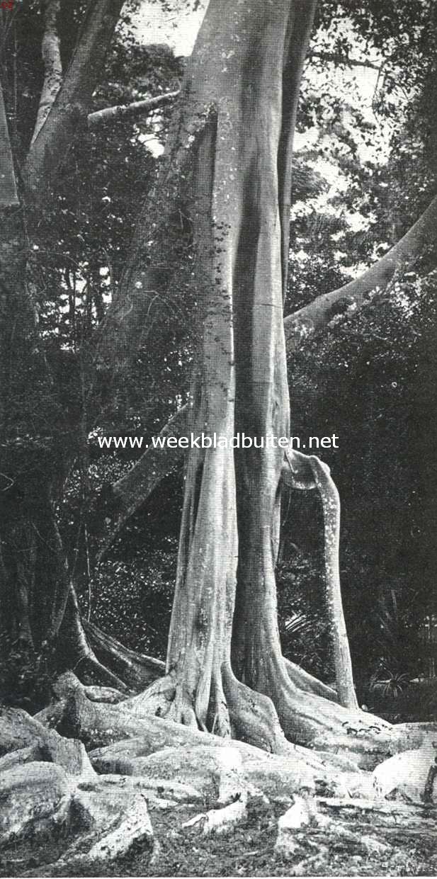 De cultuur van caoutchouc. Caoutchouc-boom in den proeftuin op Ceylon