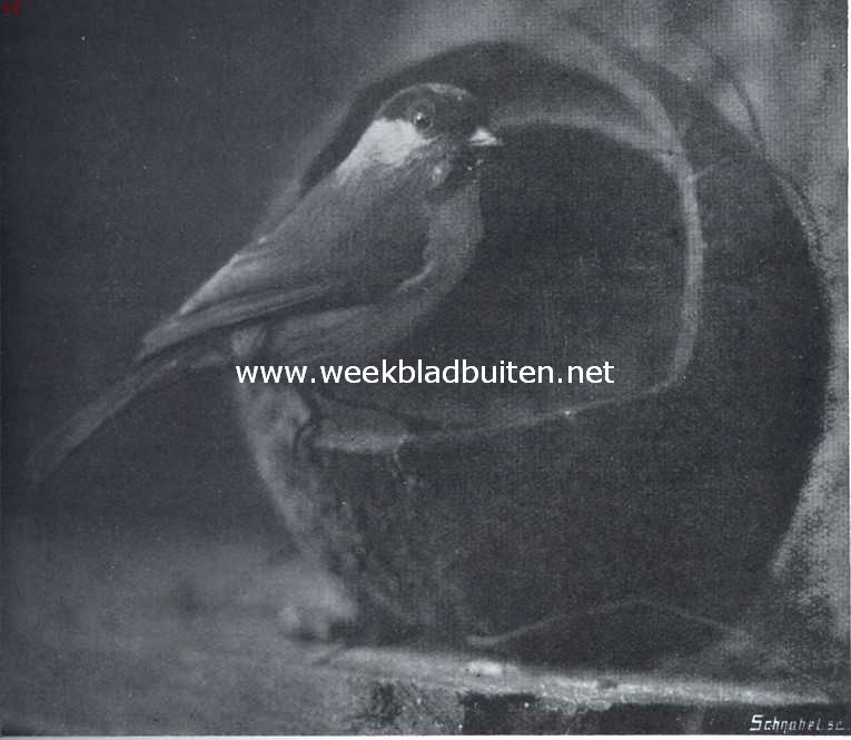 Zwartkopmees op wintervoer
