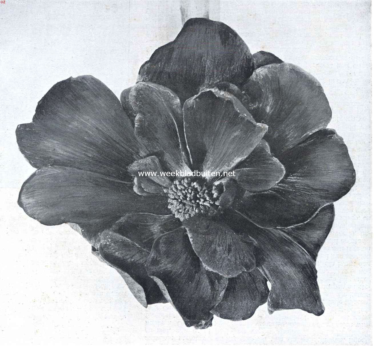 Duplex-Begonia (nat. Grootte)