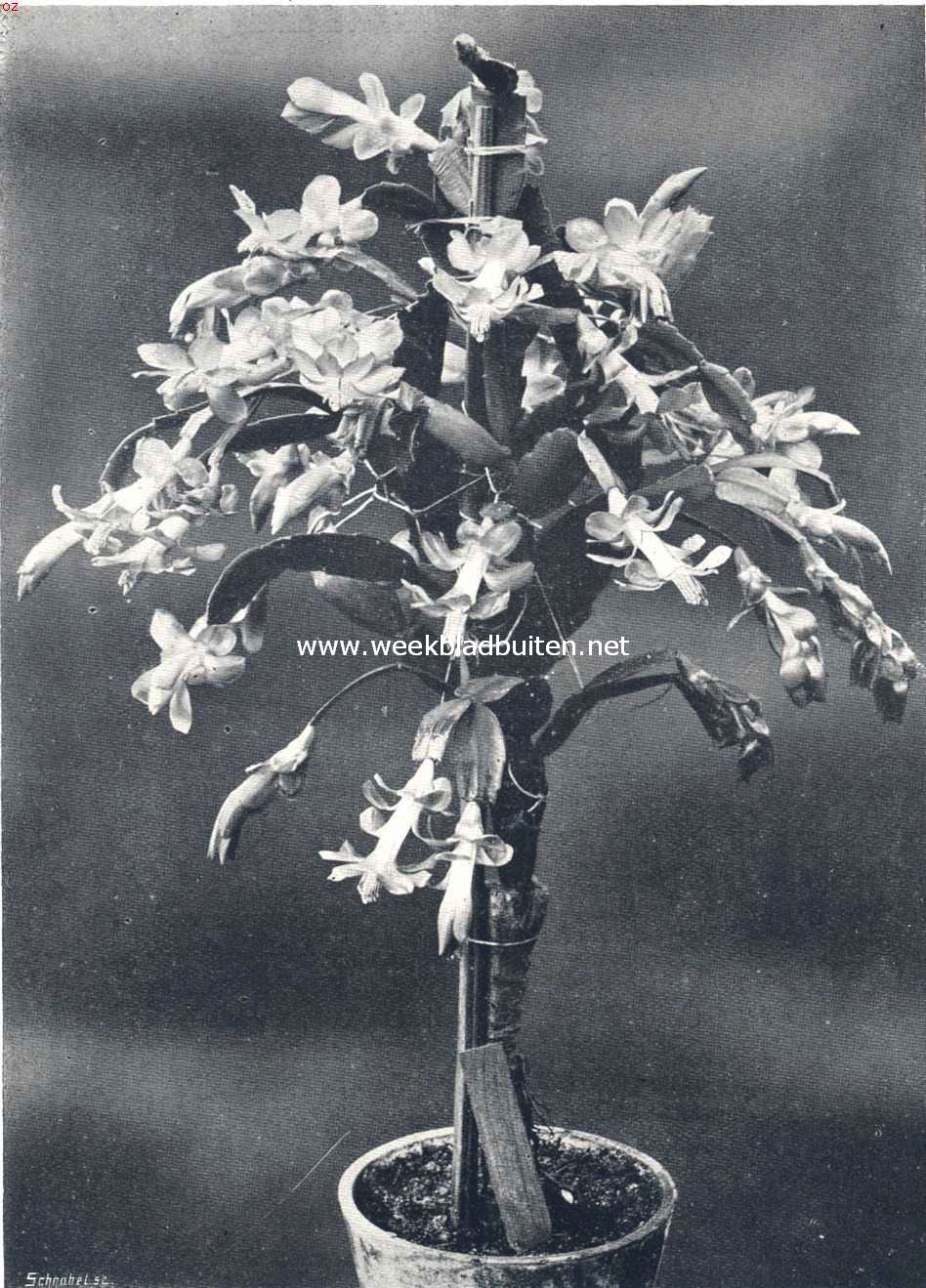 Cacteen. I. Epiphyllum Truncatum, Mlle E. Andre