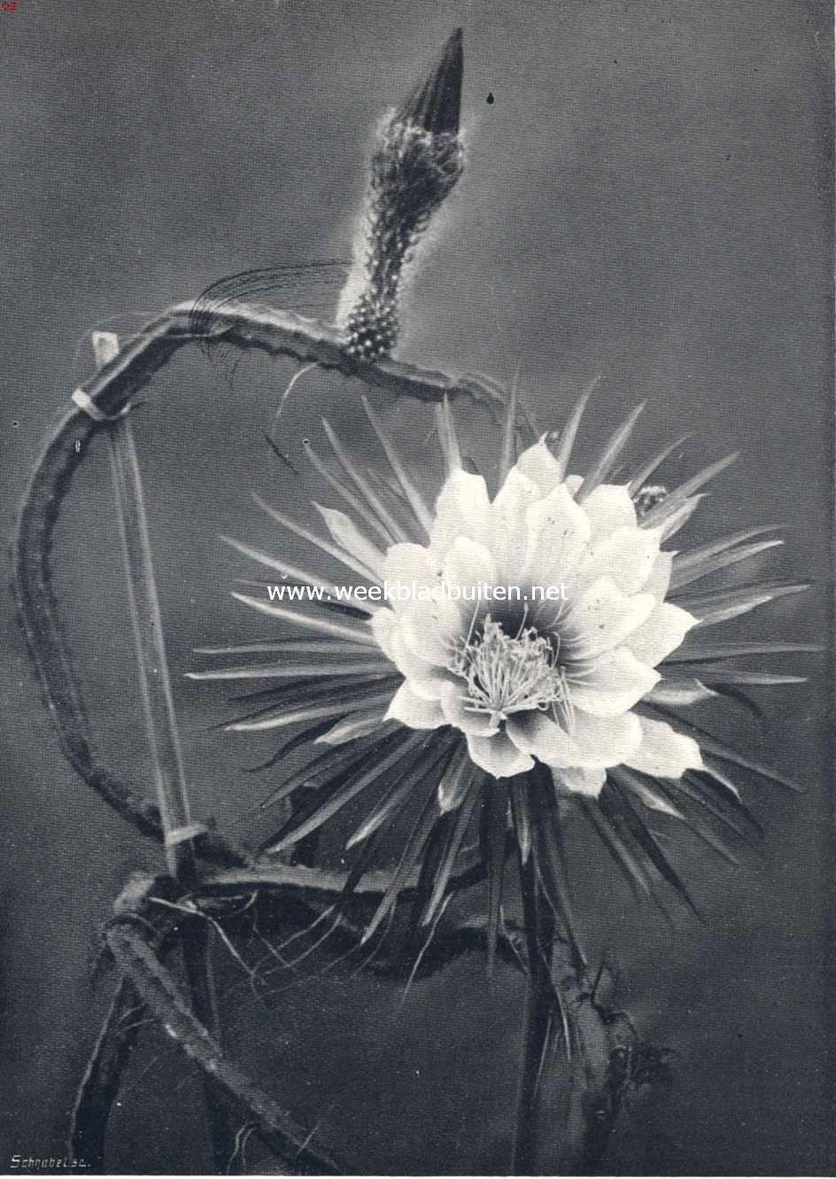 Cacteen. III. Cereus Grandiflorus met bloem en knop