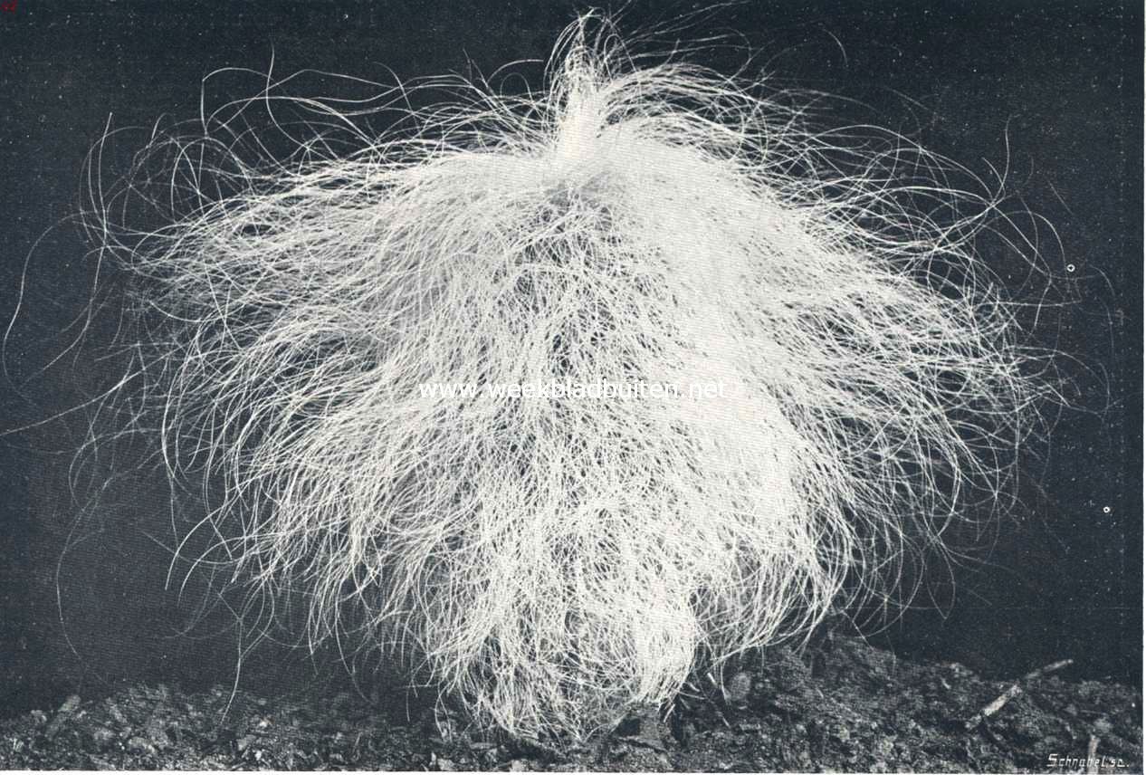 Cacteen. IV. Cephalocereus Senilis