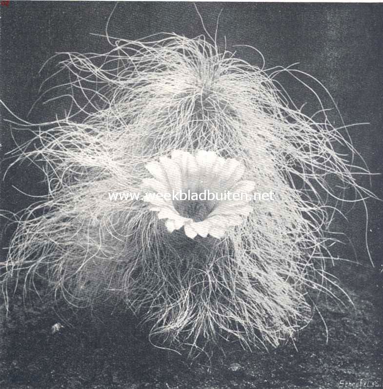 Cacteen. V. Echinocereus de Laetie