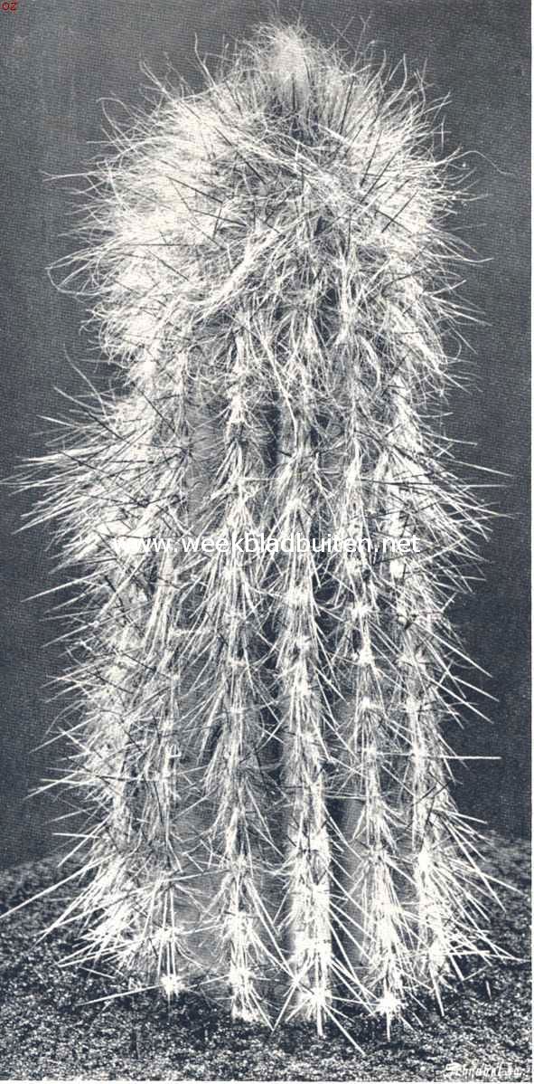 Cacteen. VII. Cephalocereus Chrysomallus