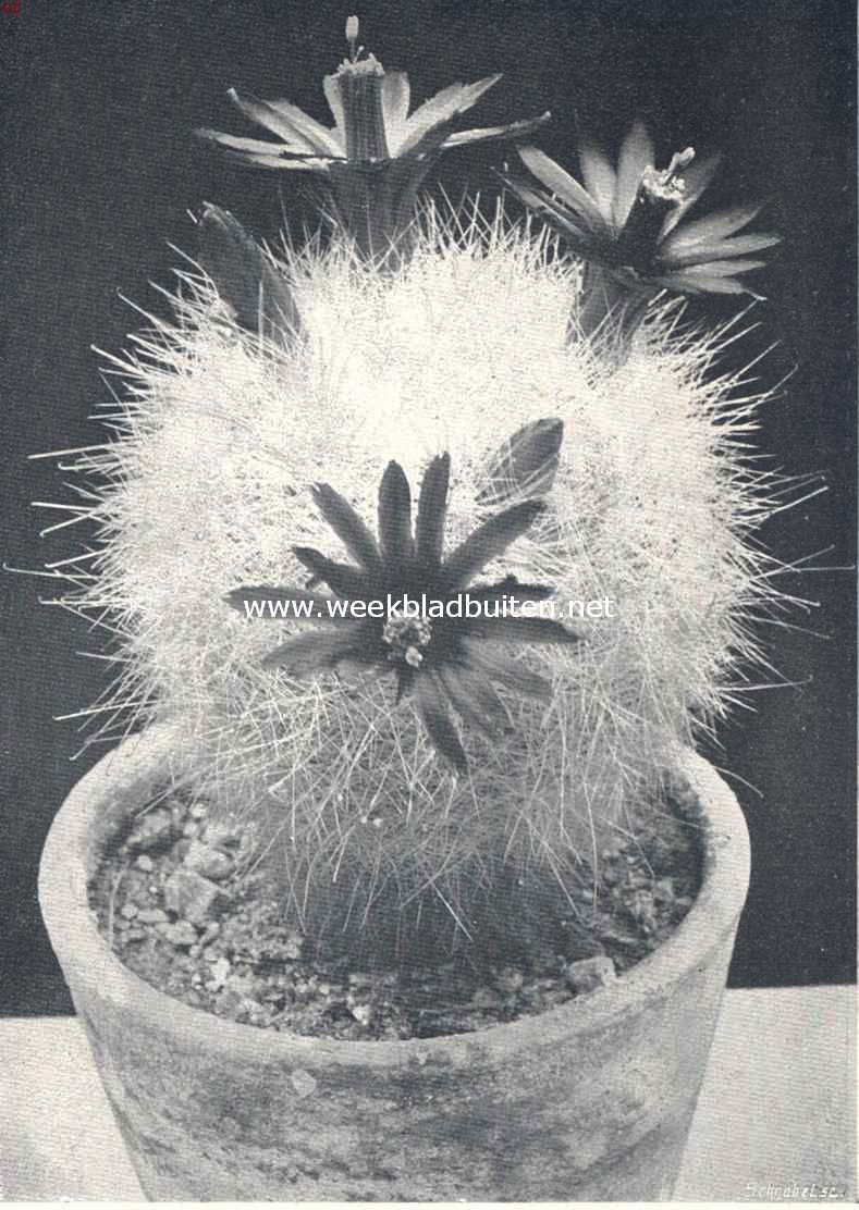 Cacteen. VIII. Mamillaria Senilis