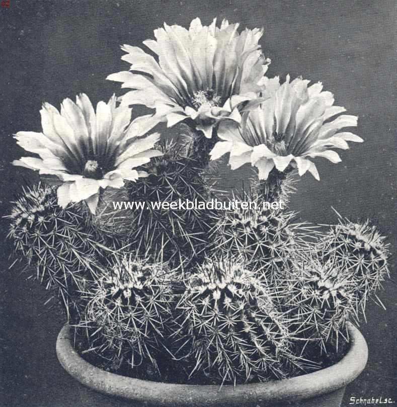 Cacteen. IX. Echinocereus in bloei