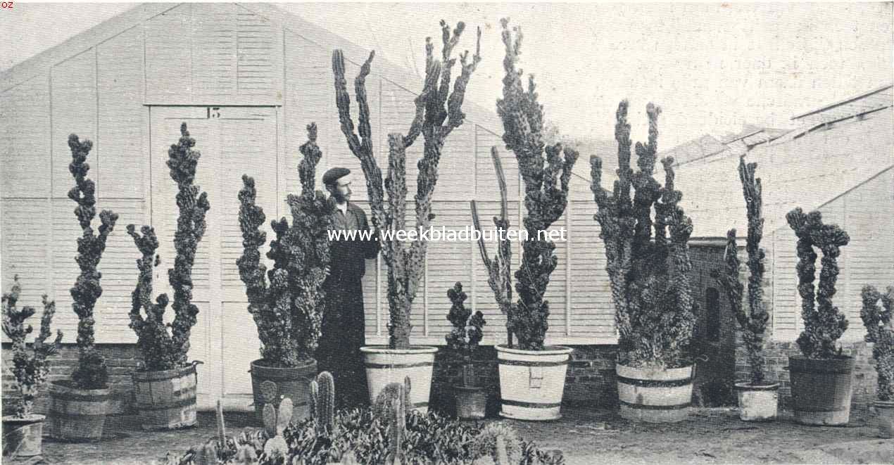Cacteen. X. Cereus Peruvianus Monstrosus, rotscactus