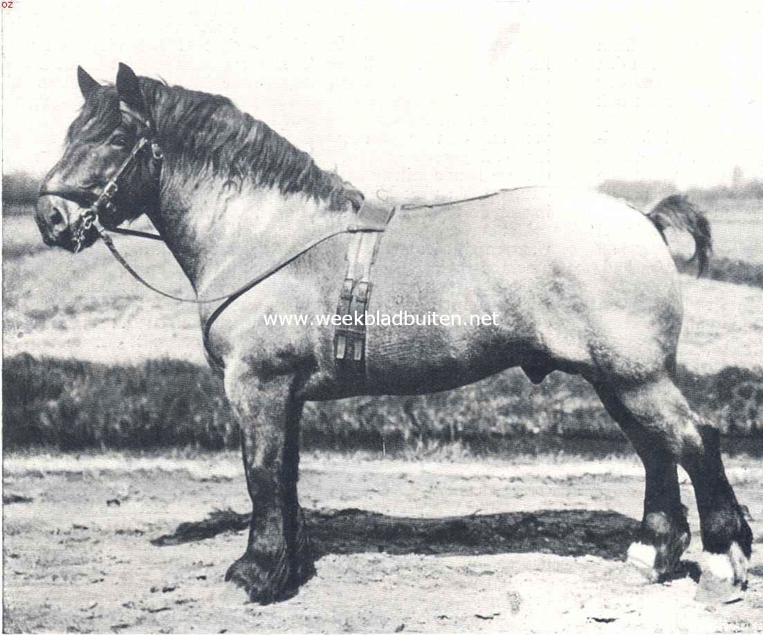 Zware werkpaarden. Dragon de Lamourette, Belgische roodschimmelhengst, geboren in 1904
