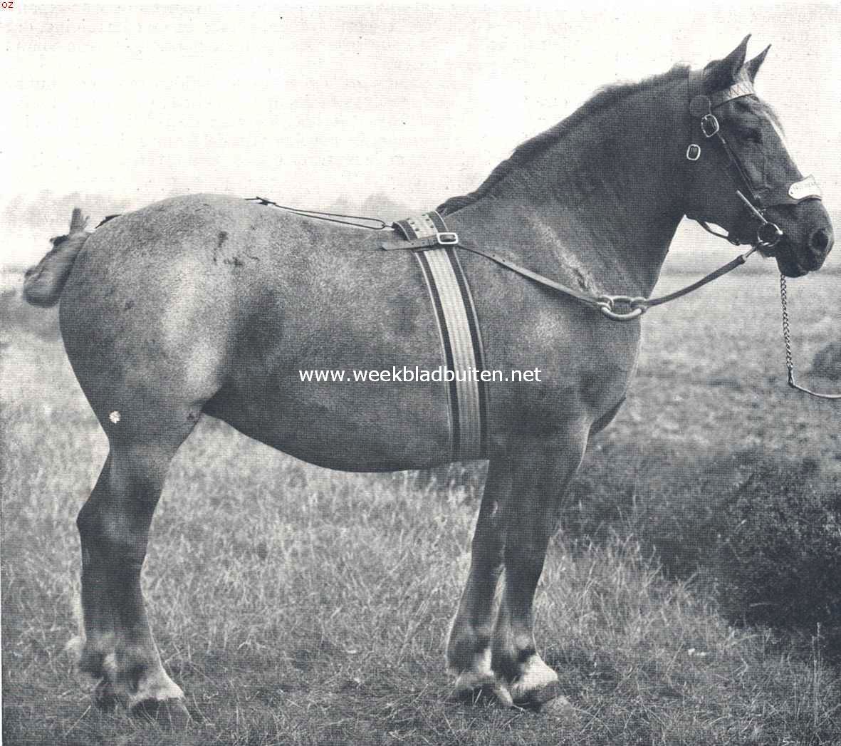 Zware werkpaarden. Een goed Zeeuwsch werkpaard