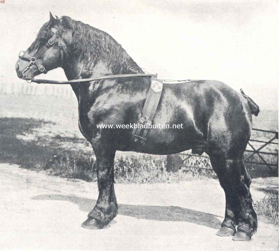 Zware werkpaarden. Brisac de Courcelles, Belgische donkerbruine hengst, geboren in 1903