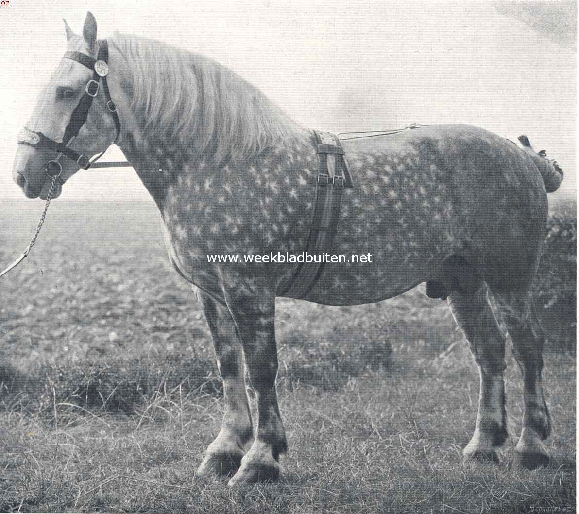 Zware werkpaarden. Het Condrozpaard, ook genoemd Dubbele Ardenner