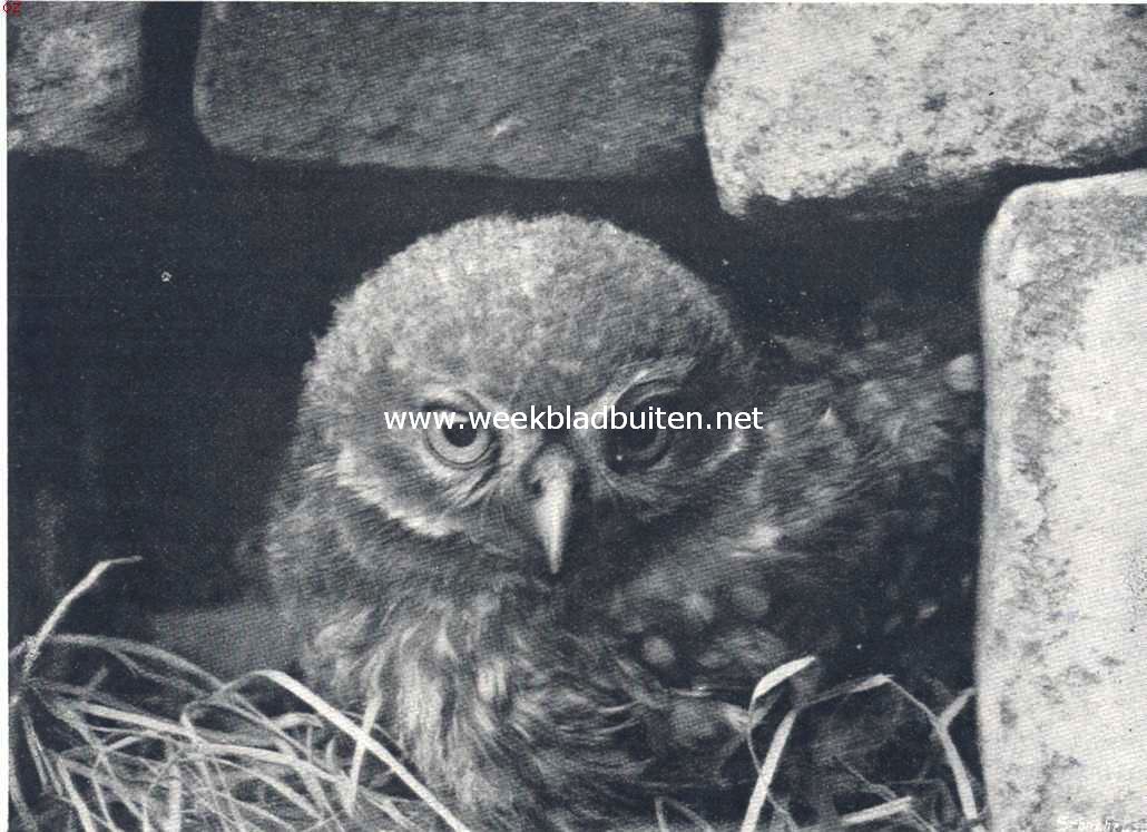 Een jonge katuil
