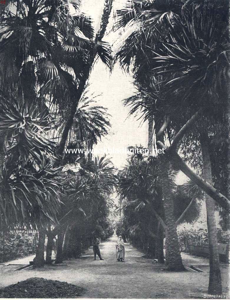 Buiten aan Afrika's noordkust. I. Nieuw-Algiers en Mustapha. Algiers. Laan in den Jardin D' Essai