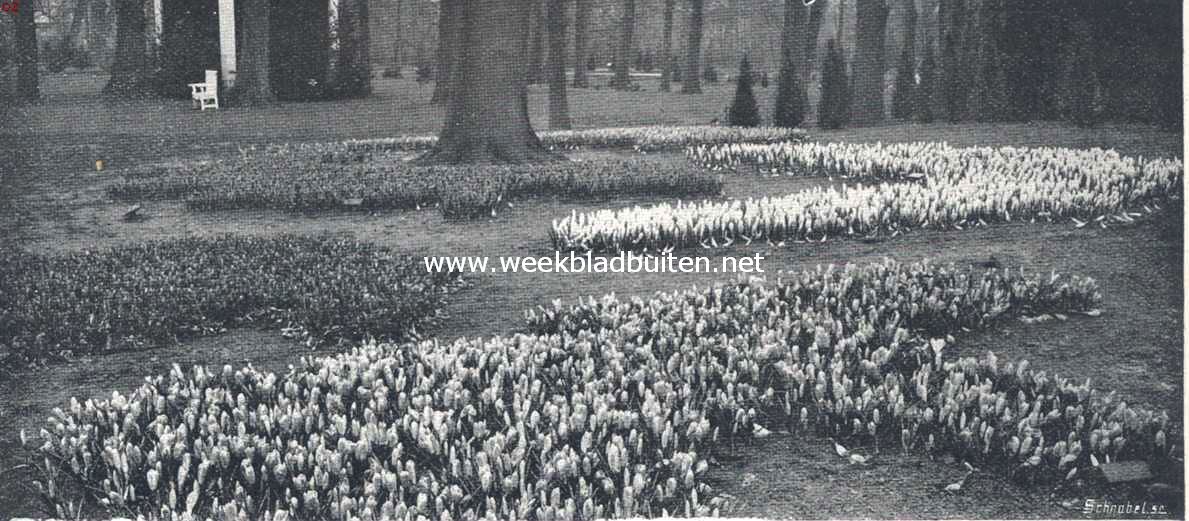 Nationale Bloemententoonstelling te Haarlem. II. De eerste tijdelijke. Bloemententoonstelling te Haarlem. Crocussen onder de boomen geplant. (Wild Gardening)