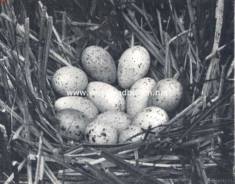 Nest met eieren van het waterhoentje
