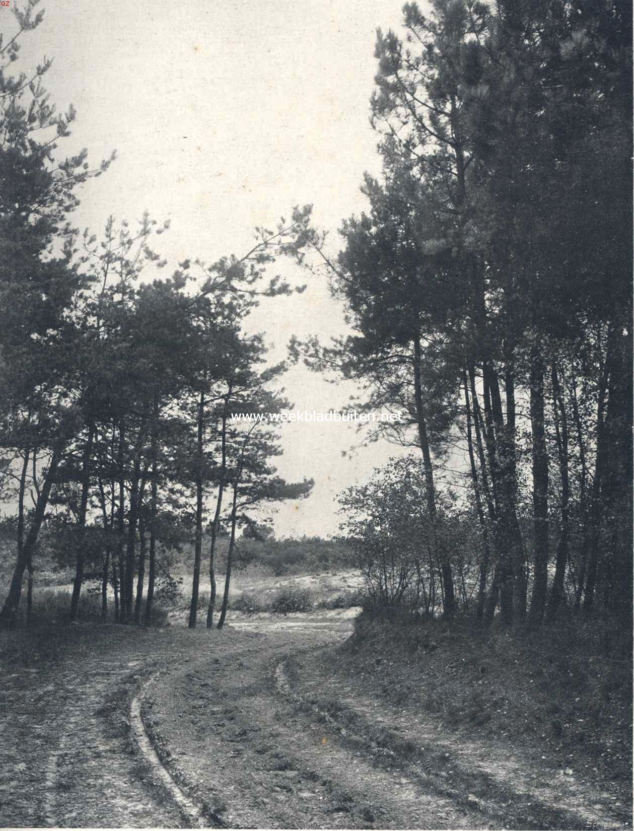 Boschweg nabij Beesel (Limburg)