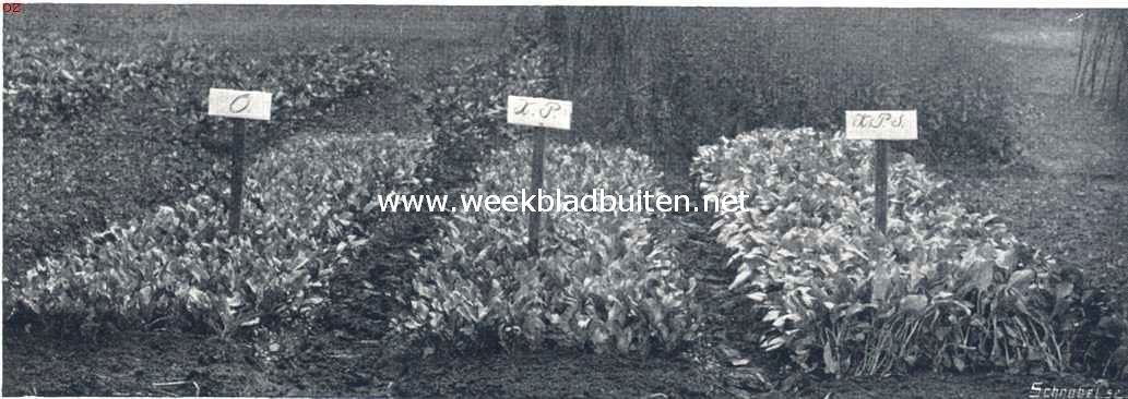 Groenteteelt. Spinazie. Het bed rechts ontving, per Are gerekend: 10 K.G. patent kali, 10 K.G. superphosphaat en 6,7 K.G. Chilisalpeter. Opbrengst 312 K.G. spinazie per Are. Het middelste: 10 K.G. patent kali en 10 K.G. superphosphaat. Opbrengst 96 K.G. spinazie per Are. Het bed links ontving geen mest en gaf een opbrengst van 88 K.G. spinazie per Are.