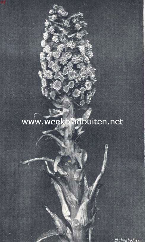 Groot Hoefblad