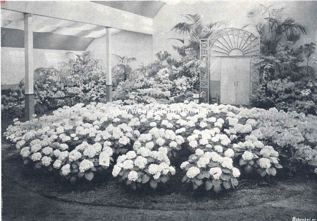 Nationale Bloemententoonstelling te Haarlem. III. De tweede tijdelijke. De bloemententoonstelling te Haarlem. Een groep hydrangea's