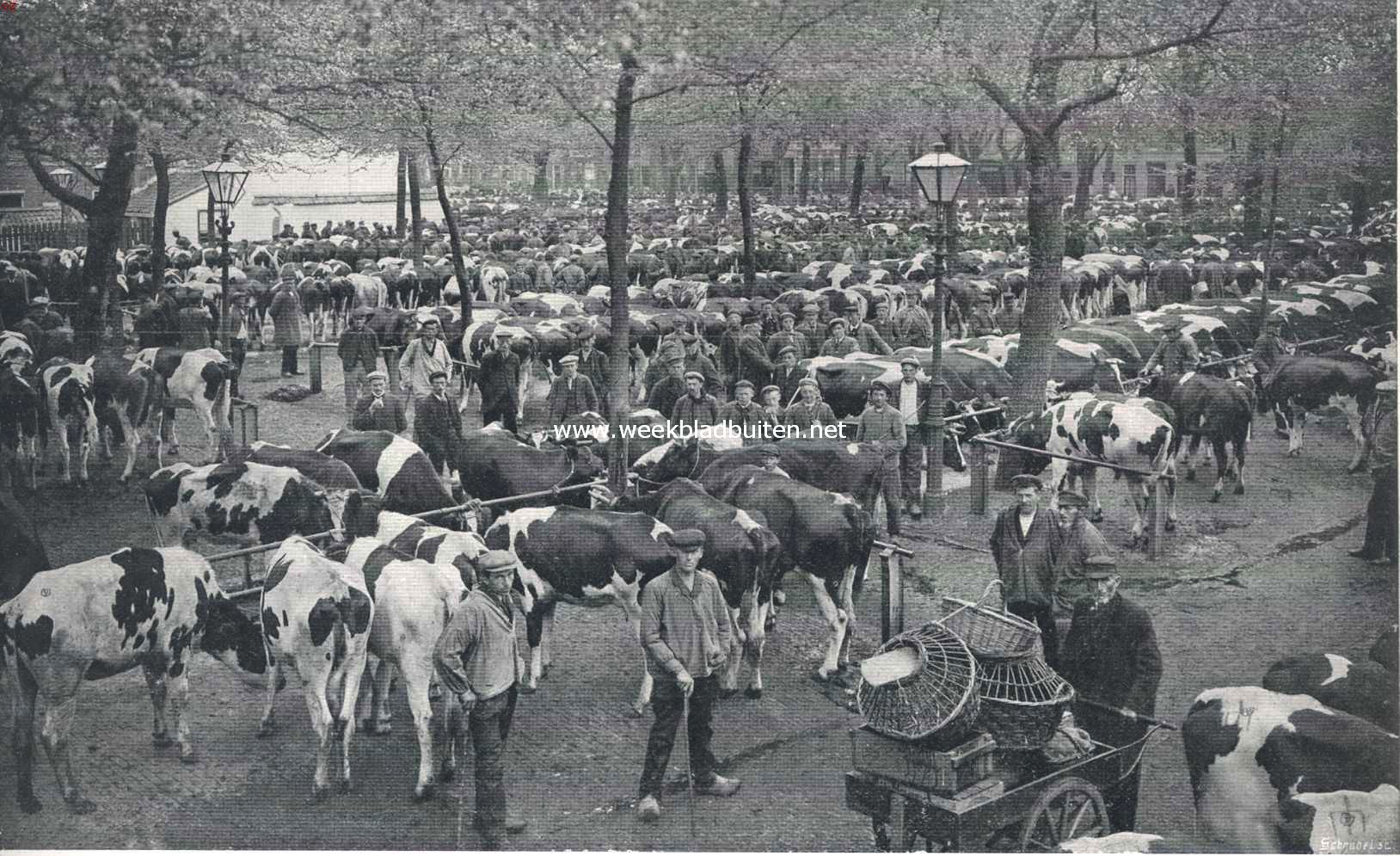 Kijkje op de koemarkt te Purmerend