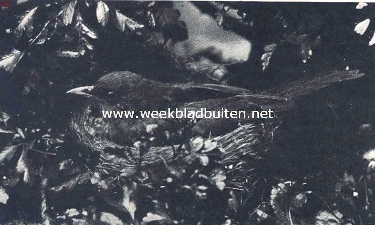 Broedende merel