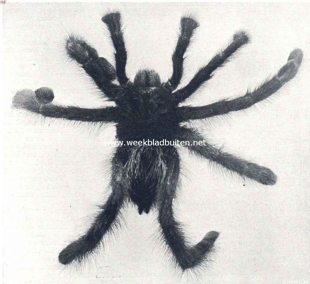 De vogel- of worgspin. (Mygale Avicularia)