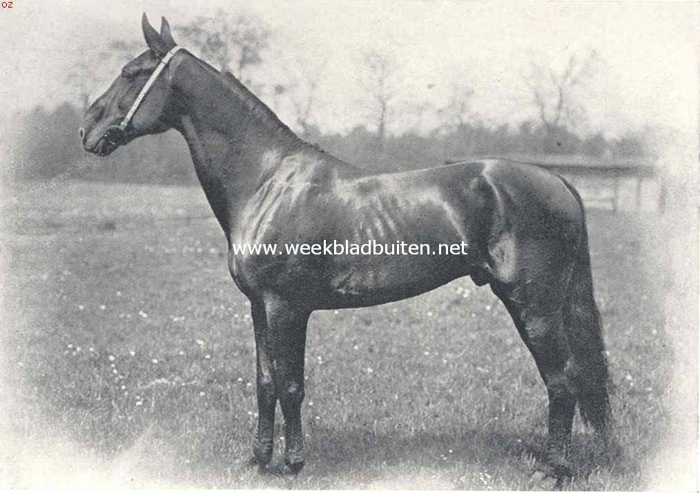 Goudster, de zoon van Alouez en Alruna