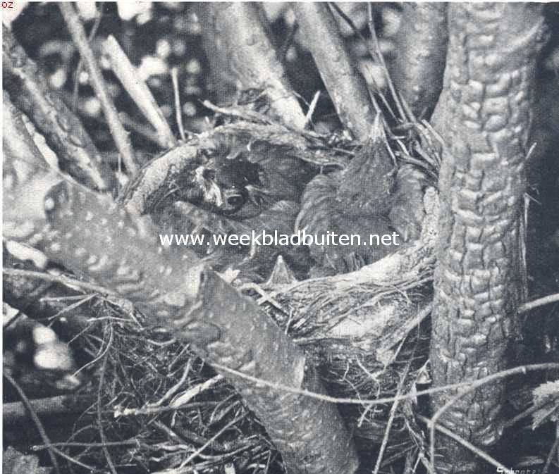 Nest met 3 jonge merels